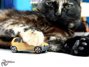Mélissa a adopté ce chat dans un refuge car il s'appelait... Twingo !