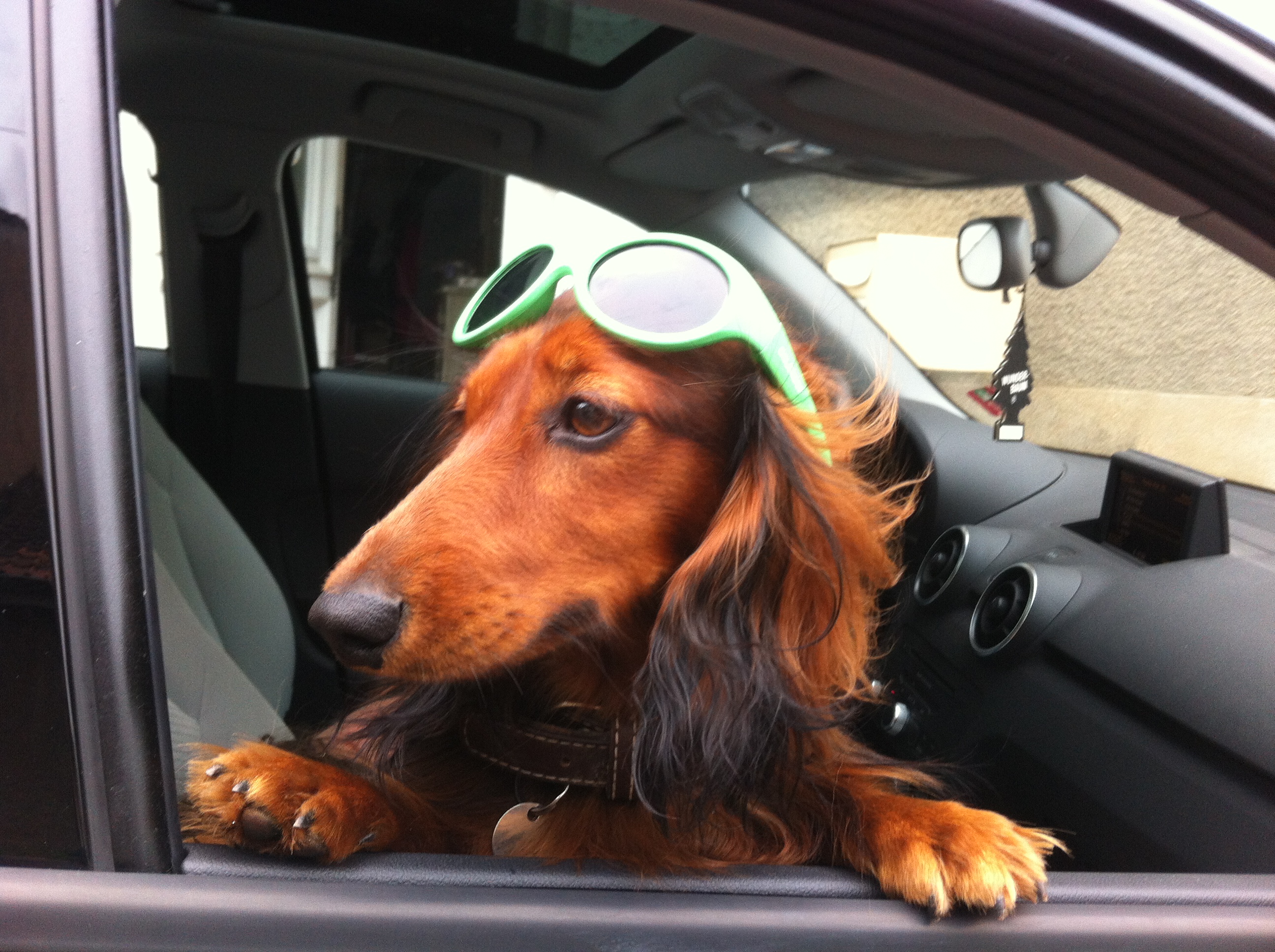 chien vacances voiture