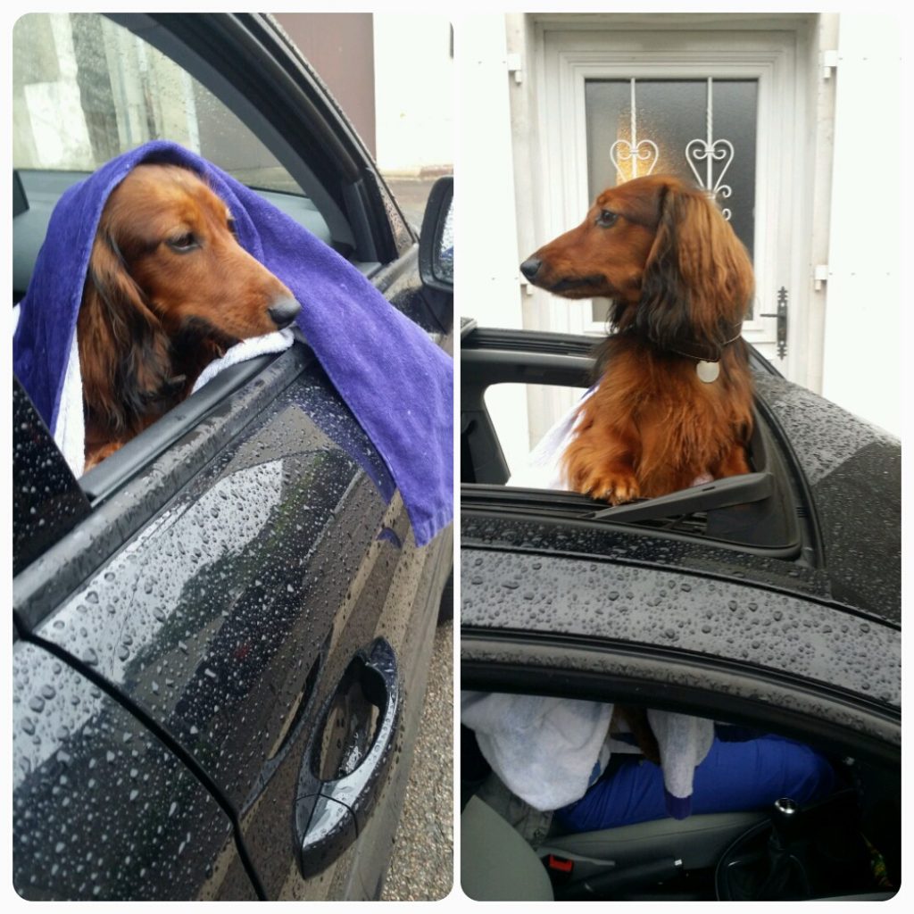 chien-voiture-2